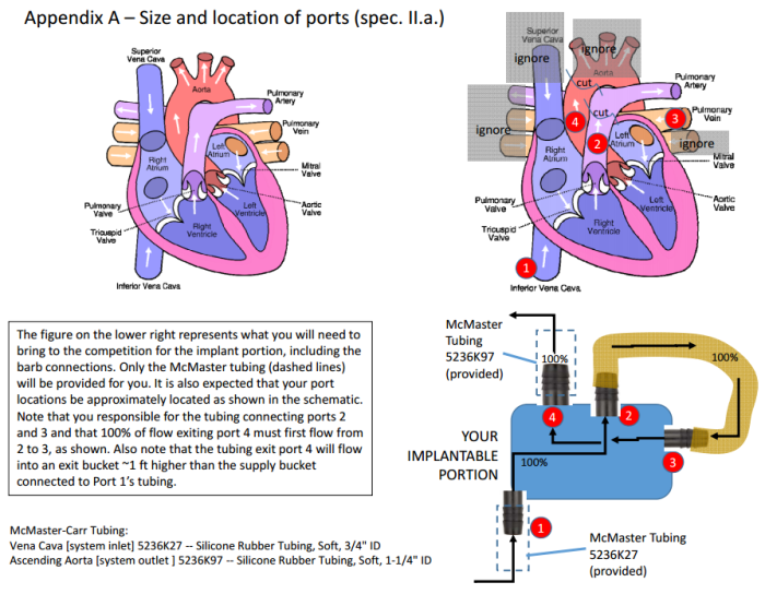 heart-schematic
